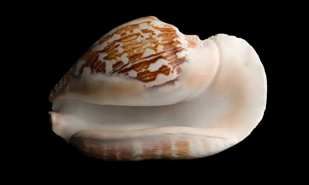Strombus latissimus
