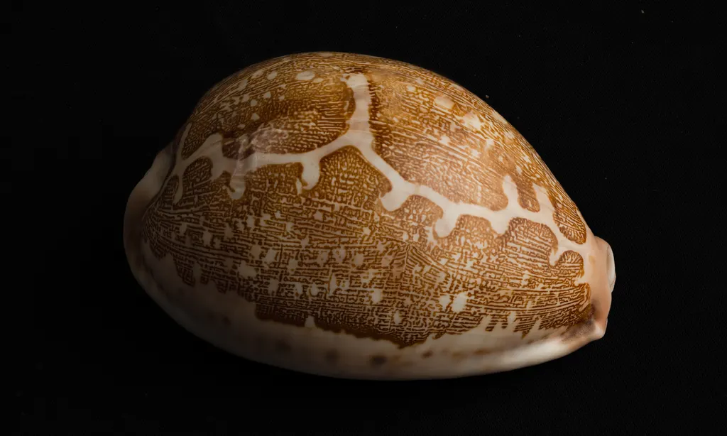 Cypraea mappa