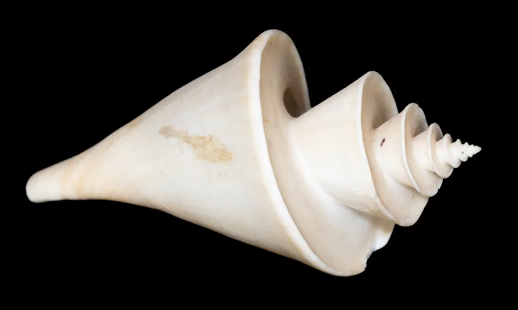 Thatcheria mirabilis
