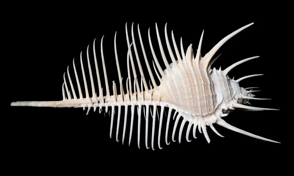 Murex pecten