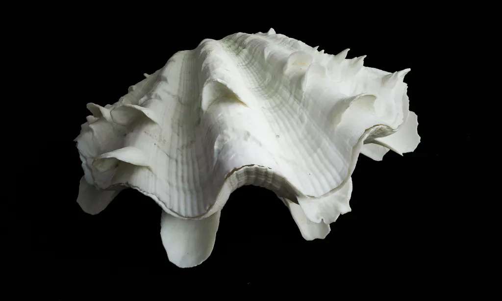 Tridacna