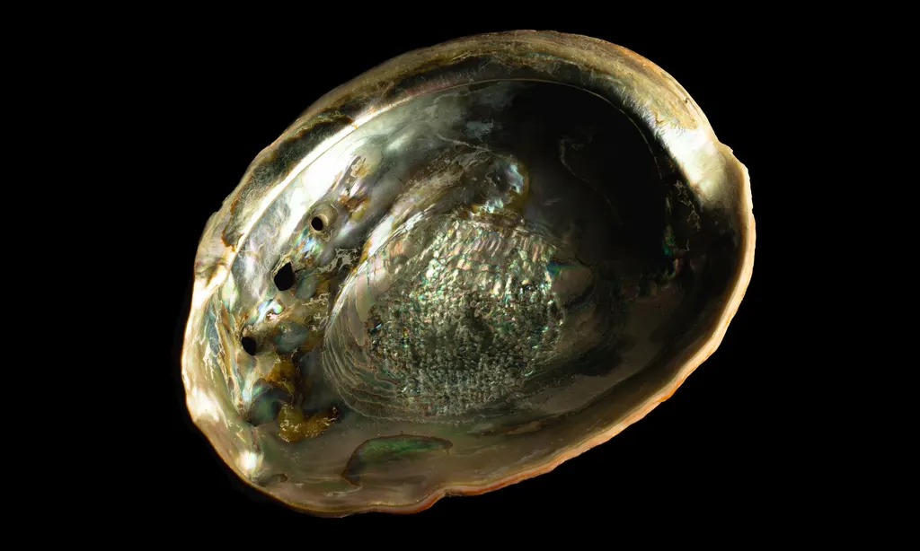 Abalone