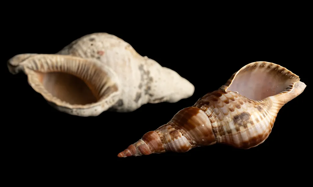 Charonia