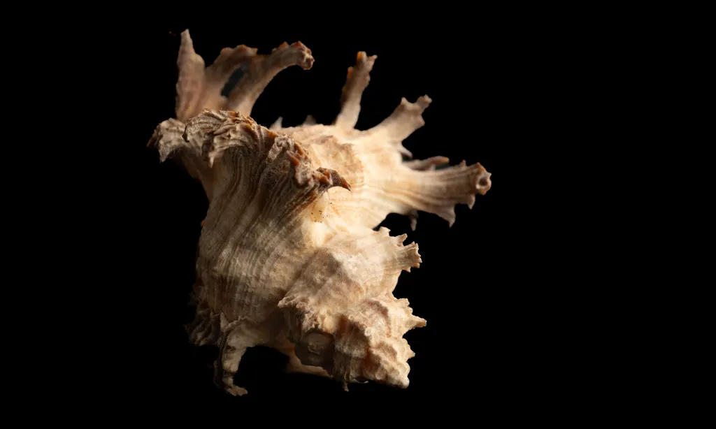 Chicoreus palmarosae