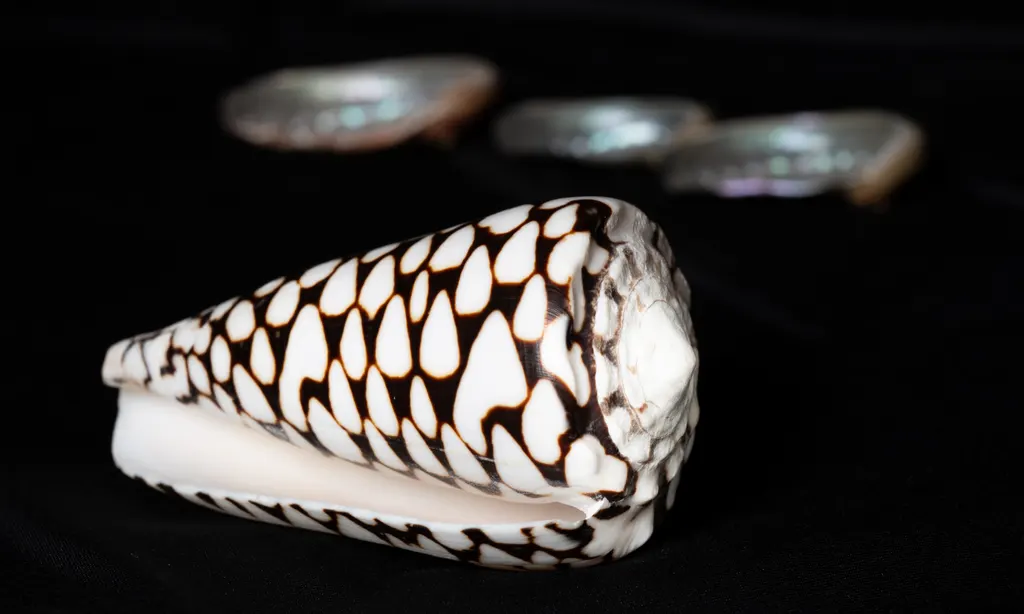 Conus marmoreus