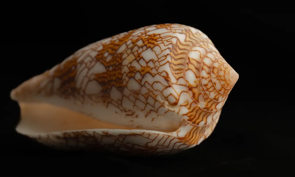 Conus textile