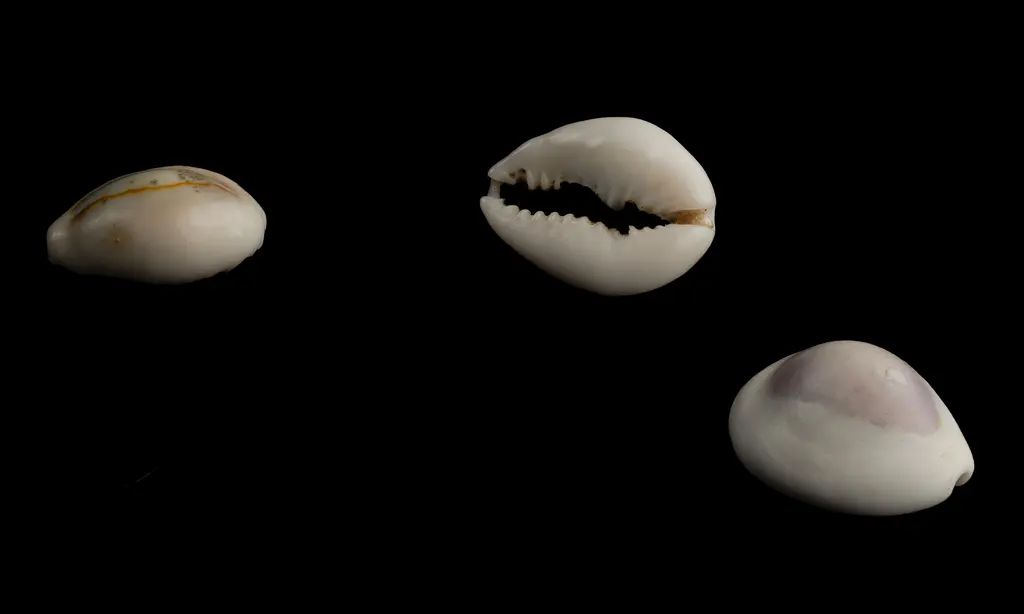 Cypraea moneta