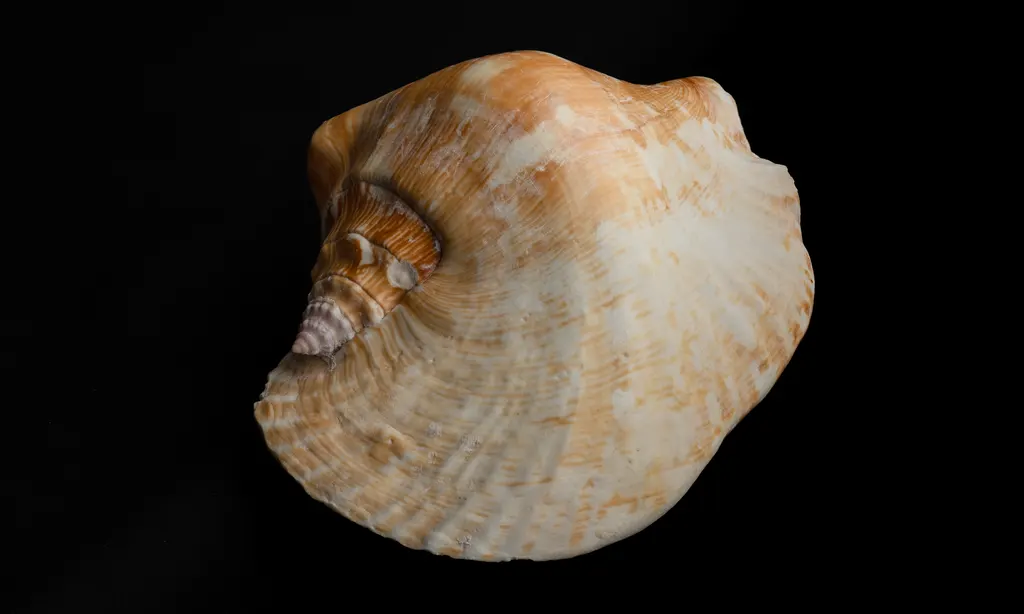 Strombus latissimus 2