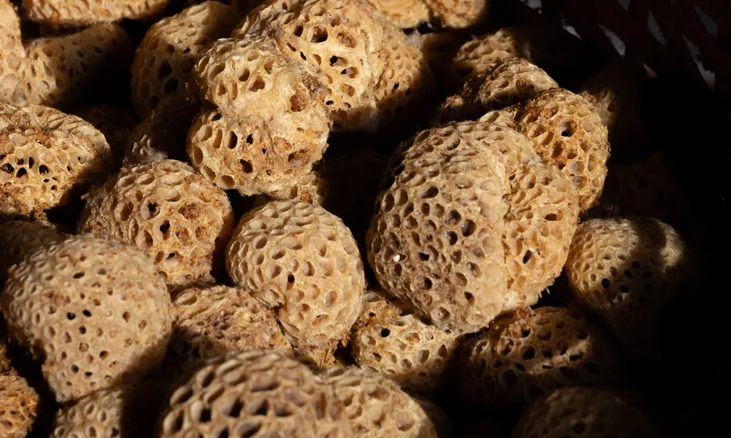Funghi di Darwin
